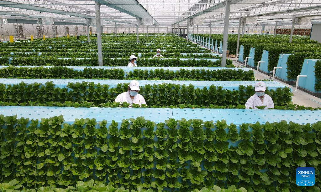 How China Greenhouse Technology Is Transforming Global Farming